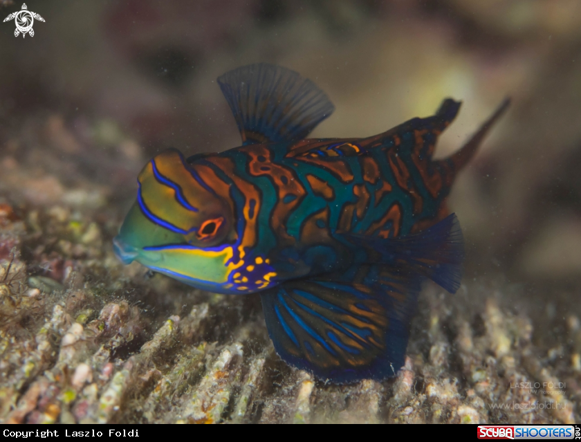 A Mandarin fish