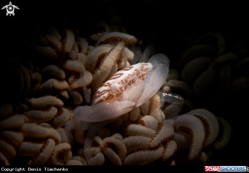 A CRAB