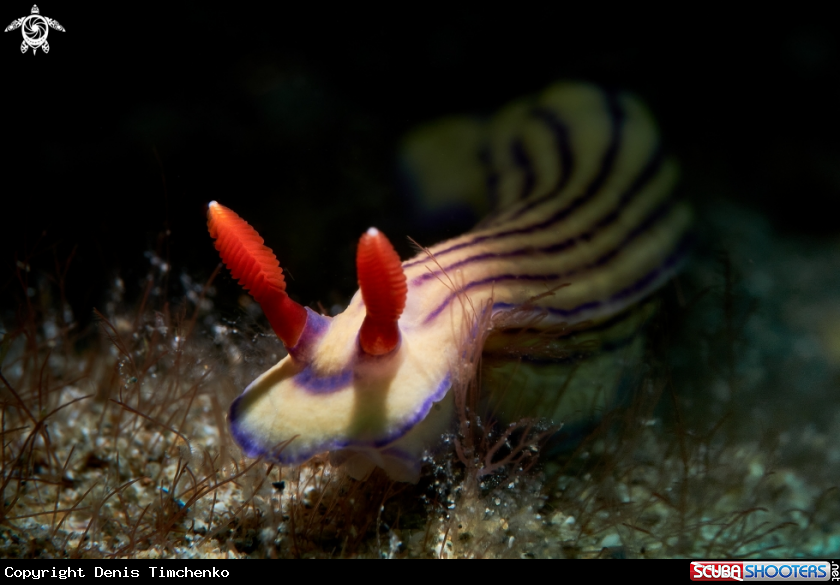 A NUDIBRANCH