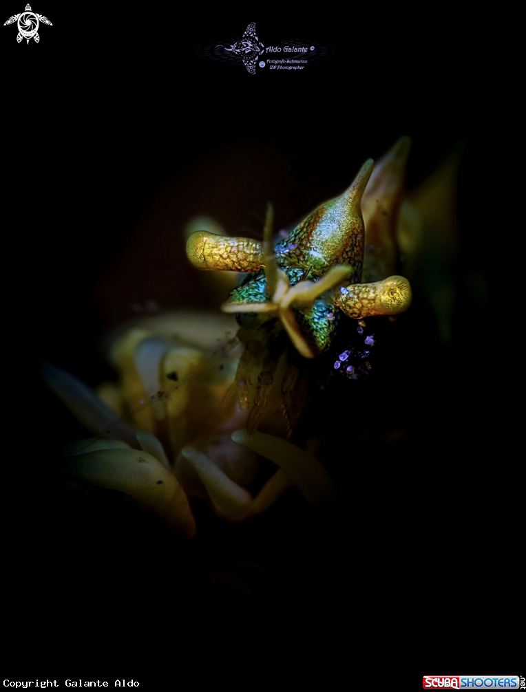 A Dragon Shrimp 