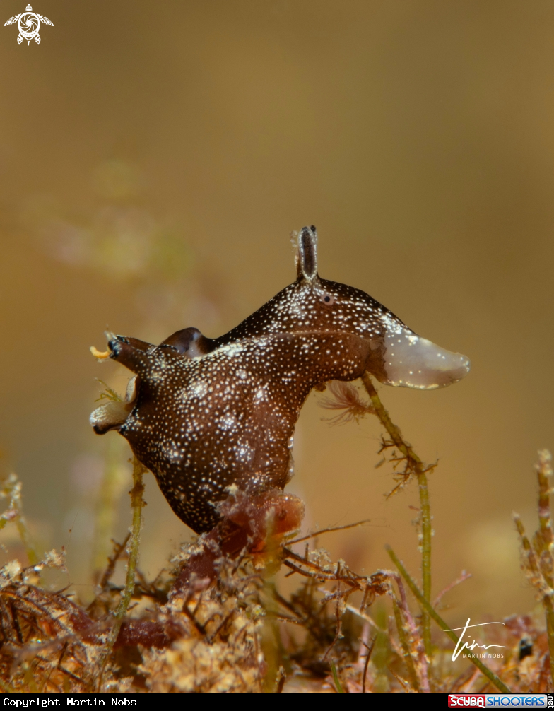 A Pygmy Sea Hare