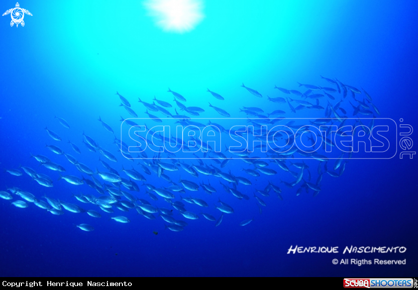 A underwater creature