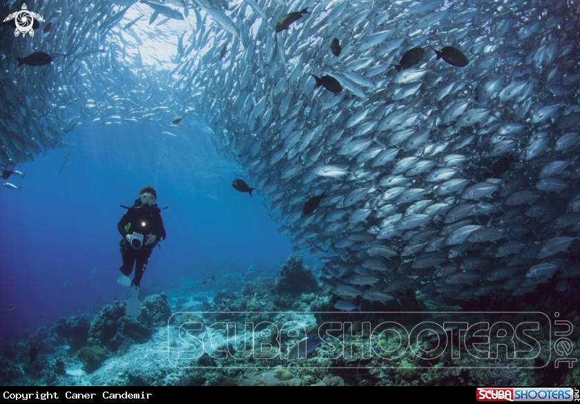 A Jackfishes