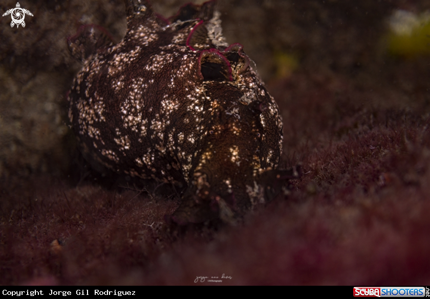 A Mottled sea hare