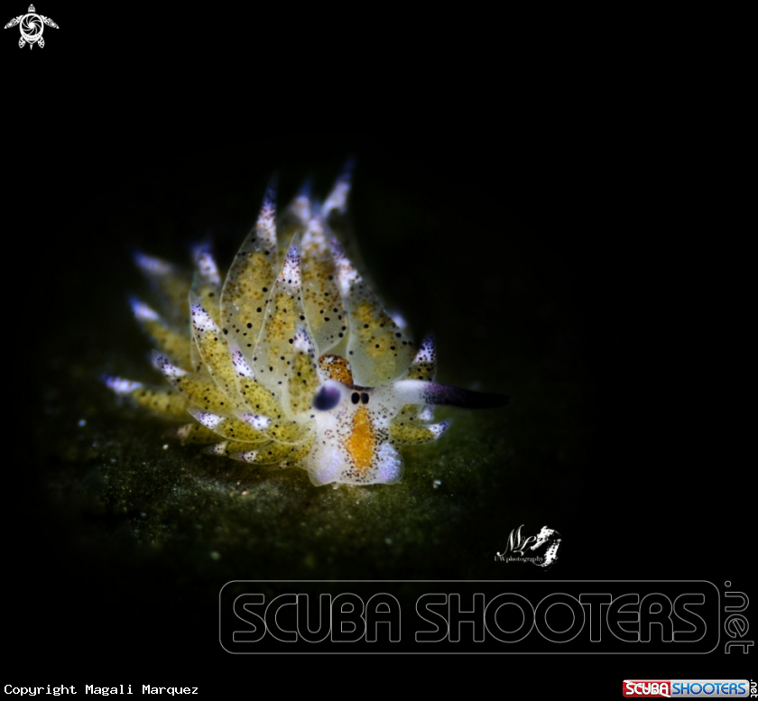 A Costasiella kuroshimae 