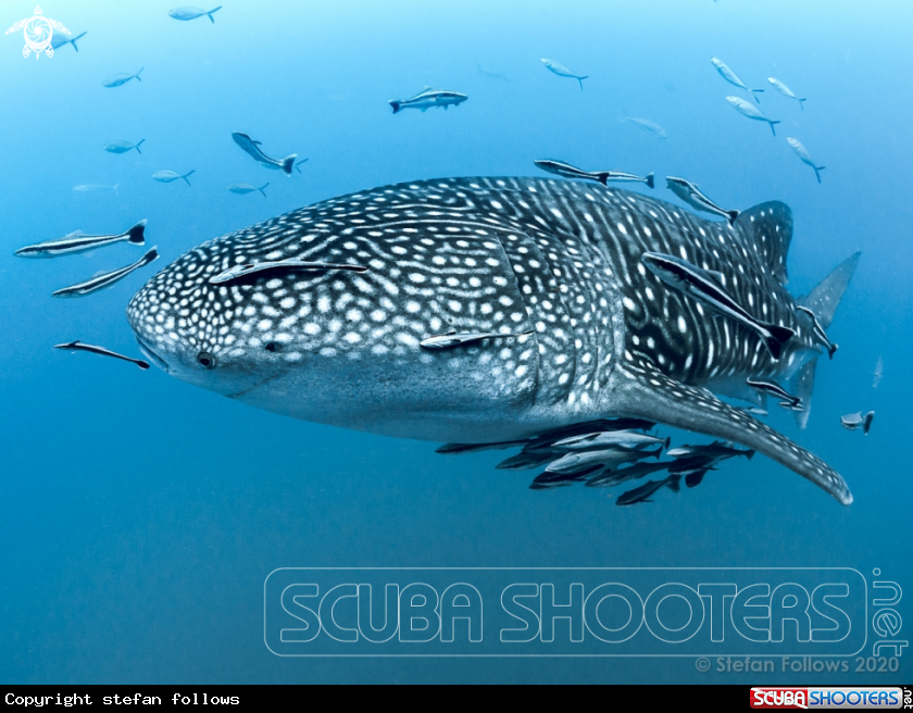 A Whale Shark