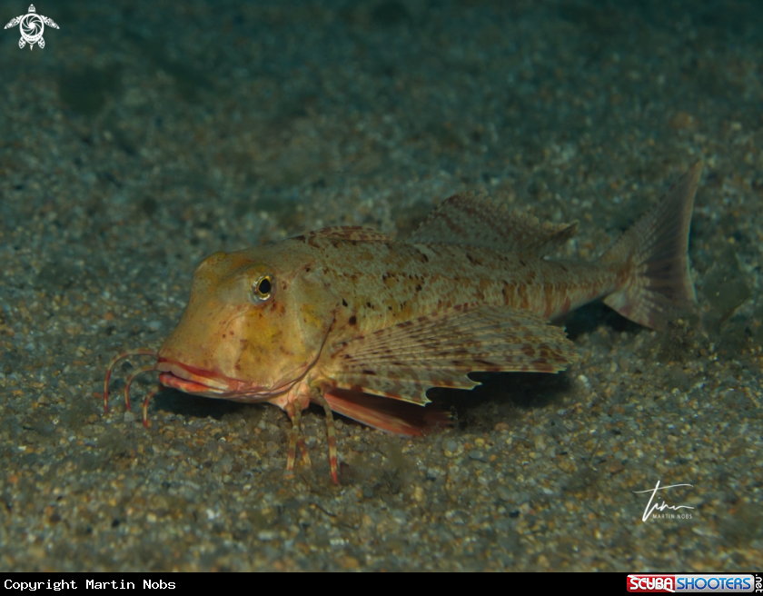 A Streaked Gurnard