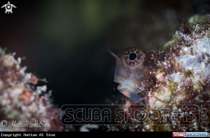 A Blenny