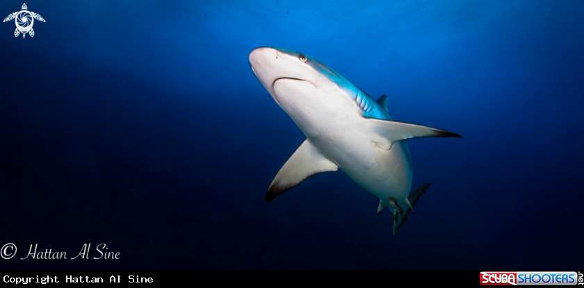 A Shark
