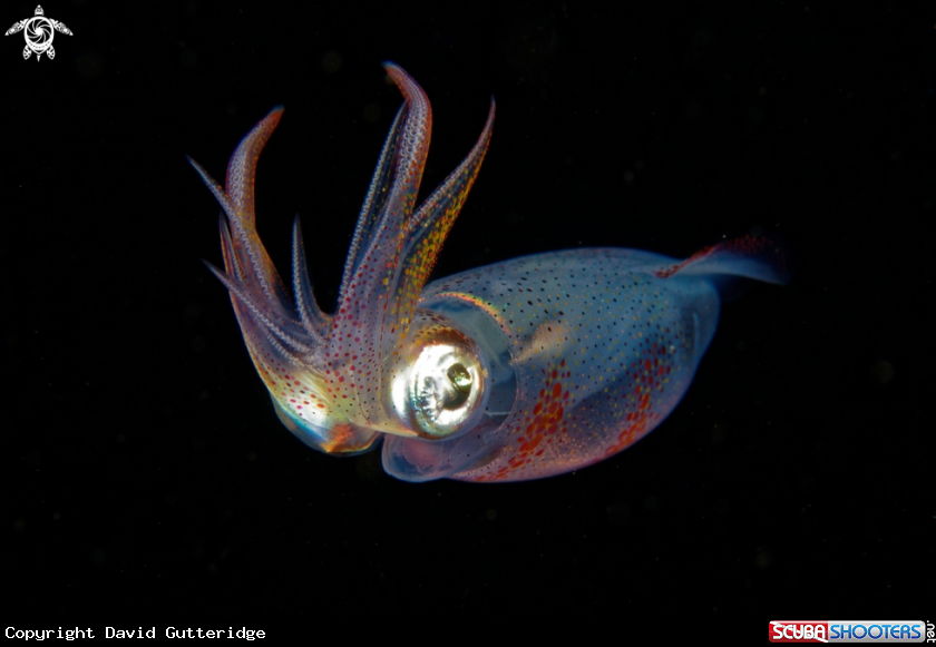 A Alloteuthis subulata 
