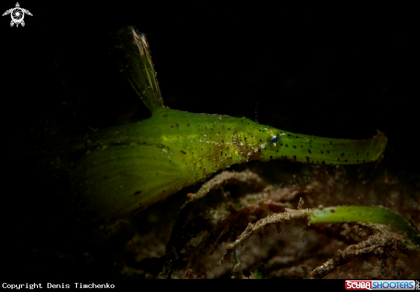 A GHOST PIPEFISH
