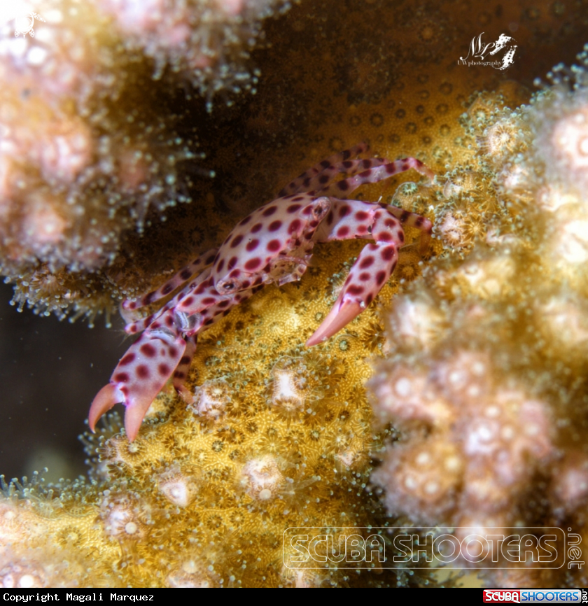 A Trapezia crab