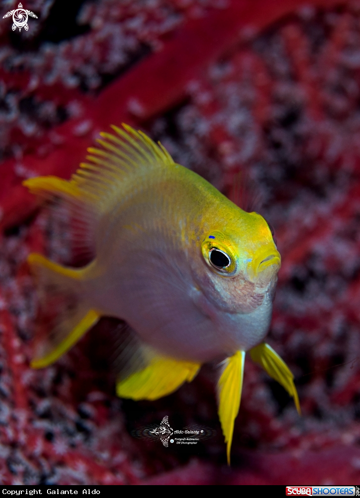 A Golden Damselfish 
