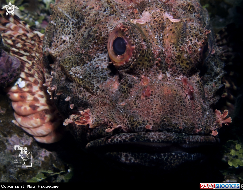 A Scorpion fish / Par de Pez Escorpion / Noho 