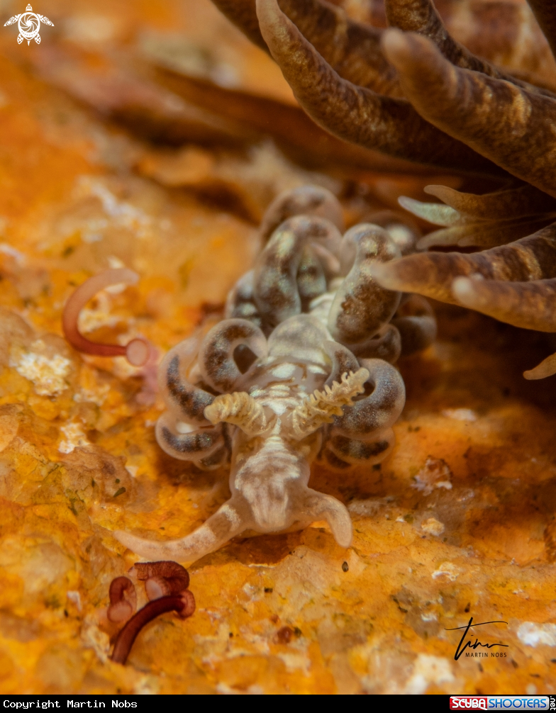 A Spurilla neapolitana