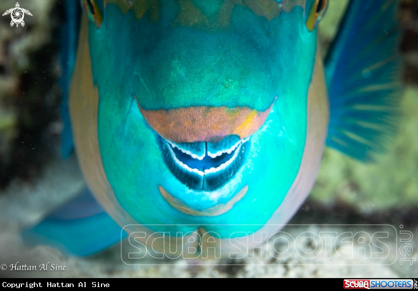 A Parrotfish