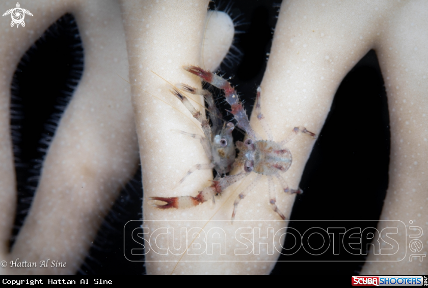 A Squat Lobsters