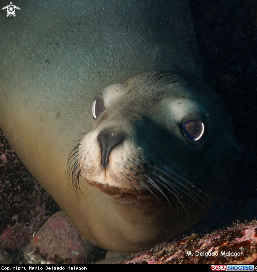 A Sea lion