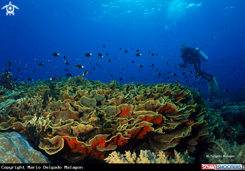 A Coral garden