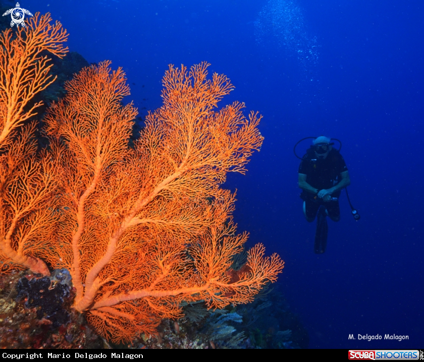 A Sea fan