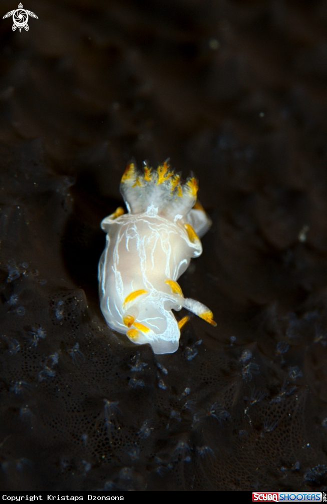 A Polycera faeroensis (type B)