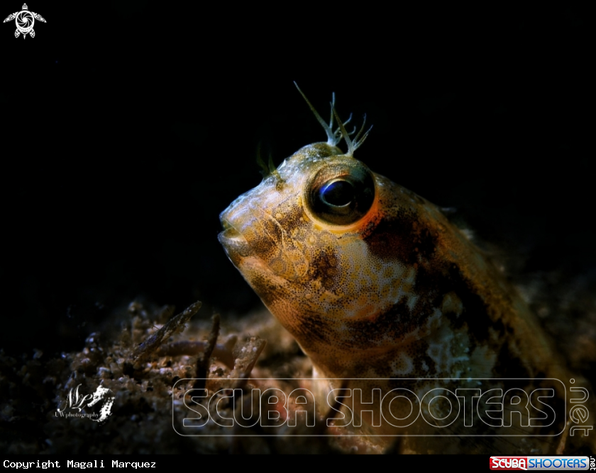 A Seaweed blenny