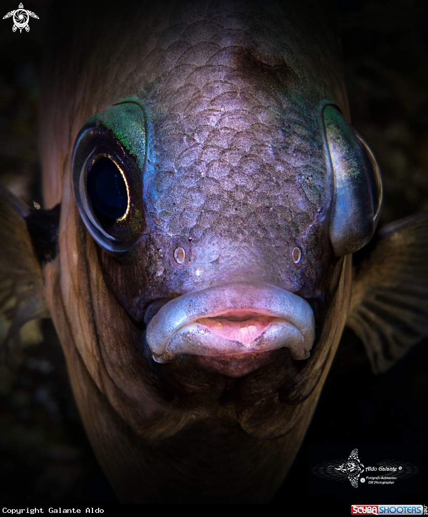 A D,Fish