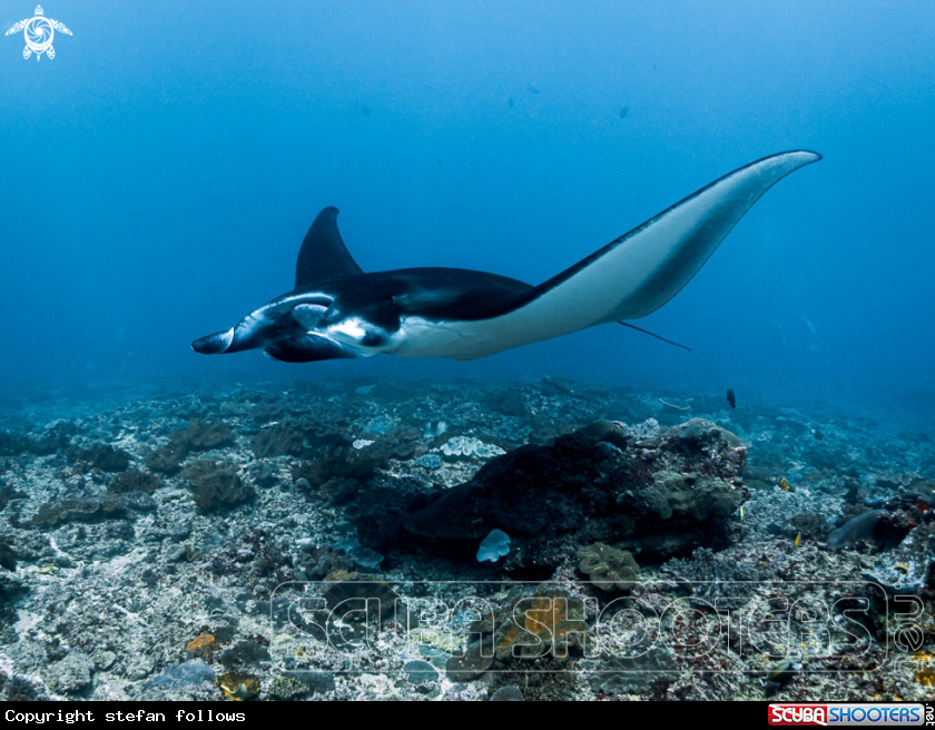 A Manta Ray
