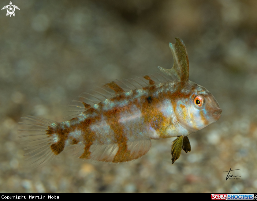 A Pearly Razorfish