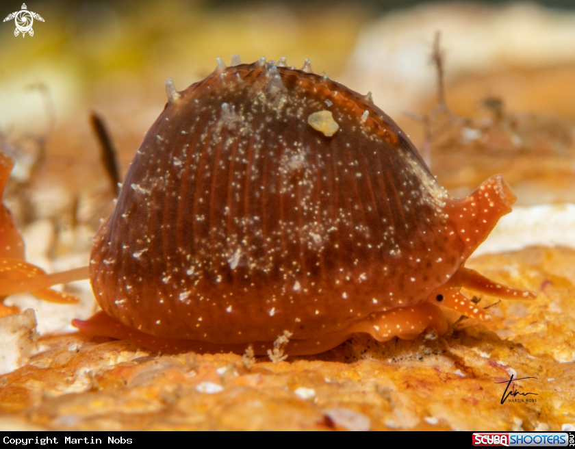 A Northern Cowrie