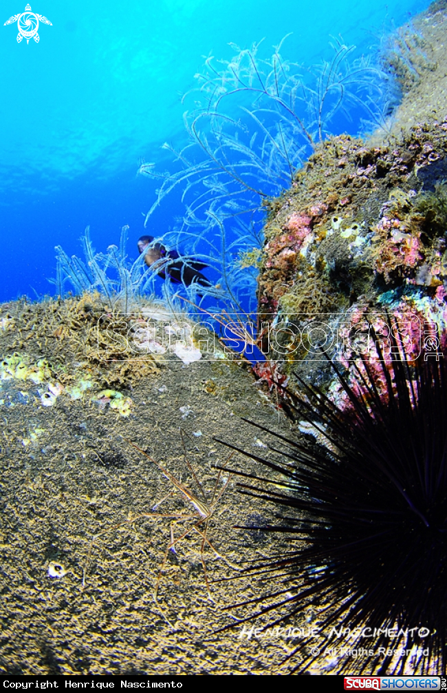 A underwater creature
