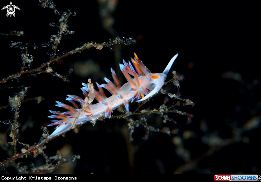 A Cratena peregrina