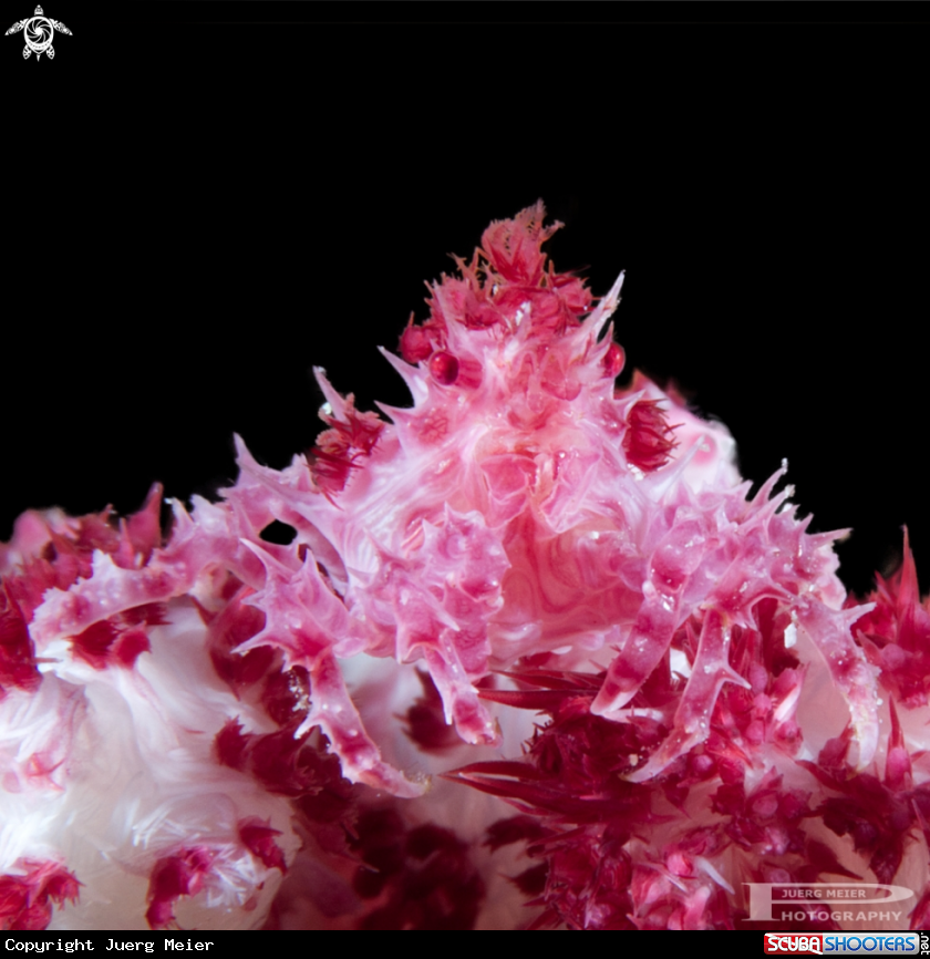 A Candy Crab