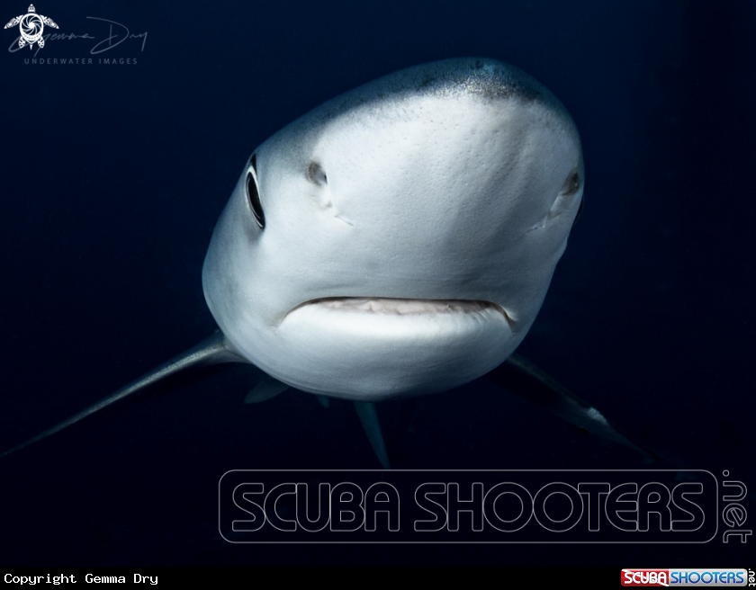 A Blue Shark