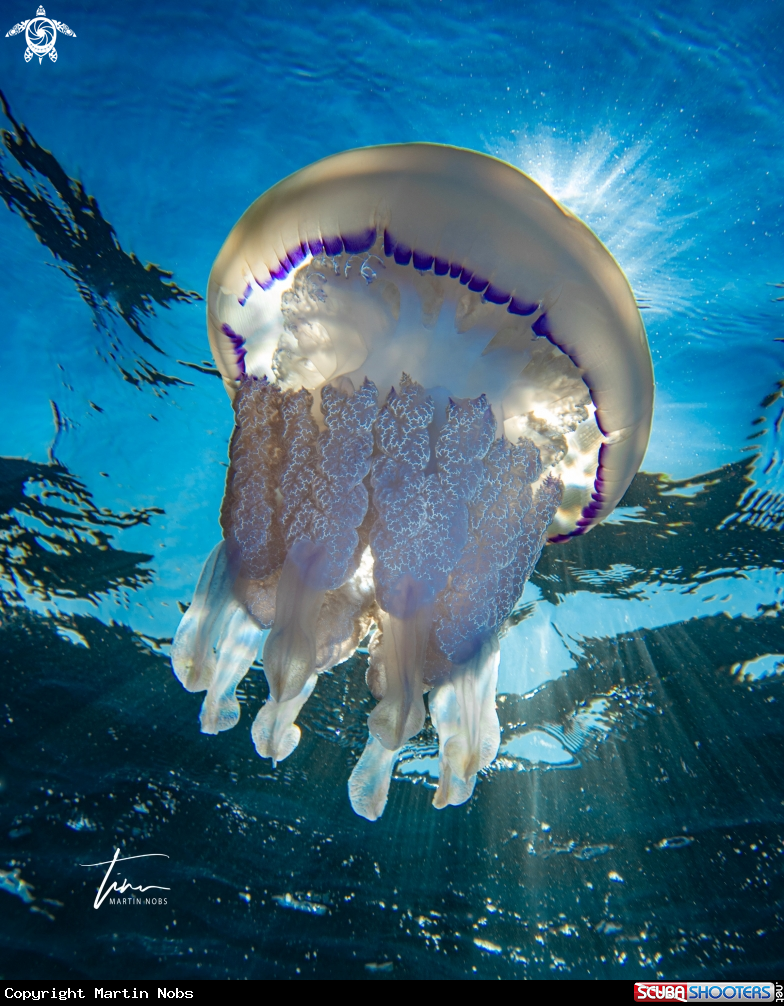 A Barrel Jellyfish