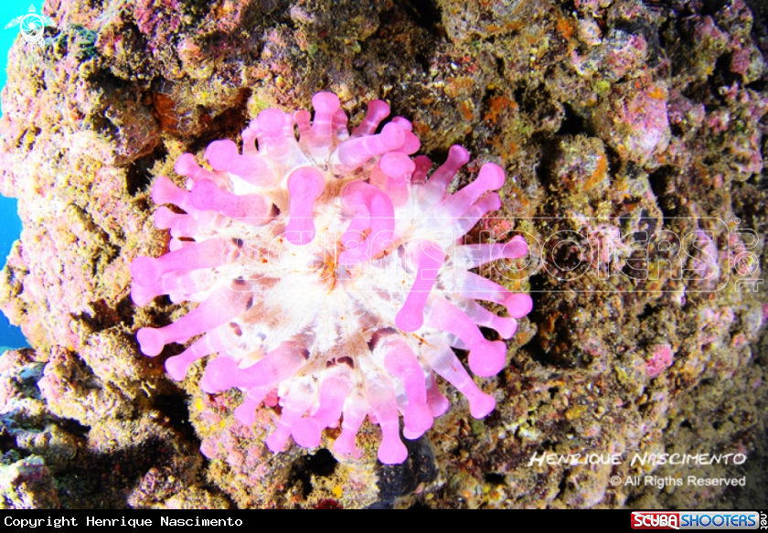 A underwater creature