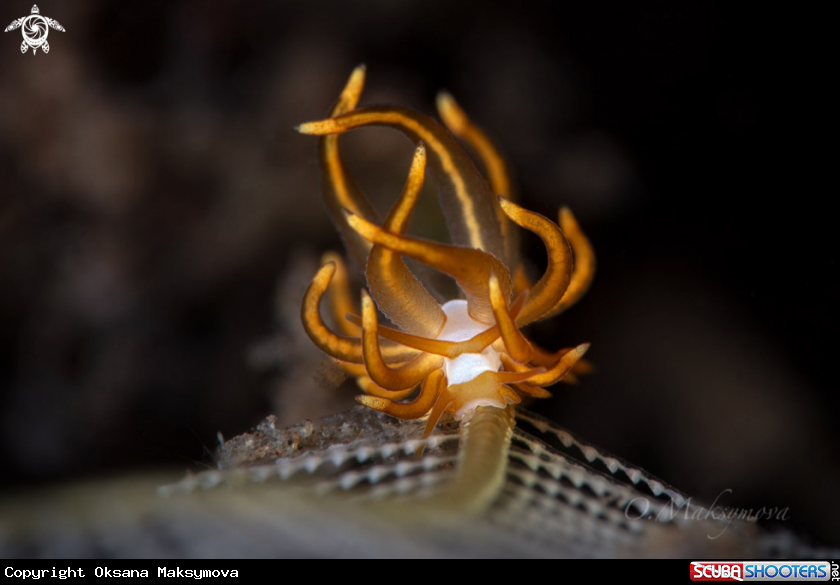 A Nudibranch Trinchesia acinosa    