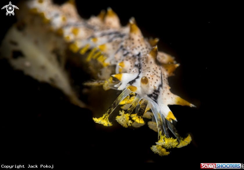 A Sea cucumber