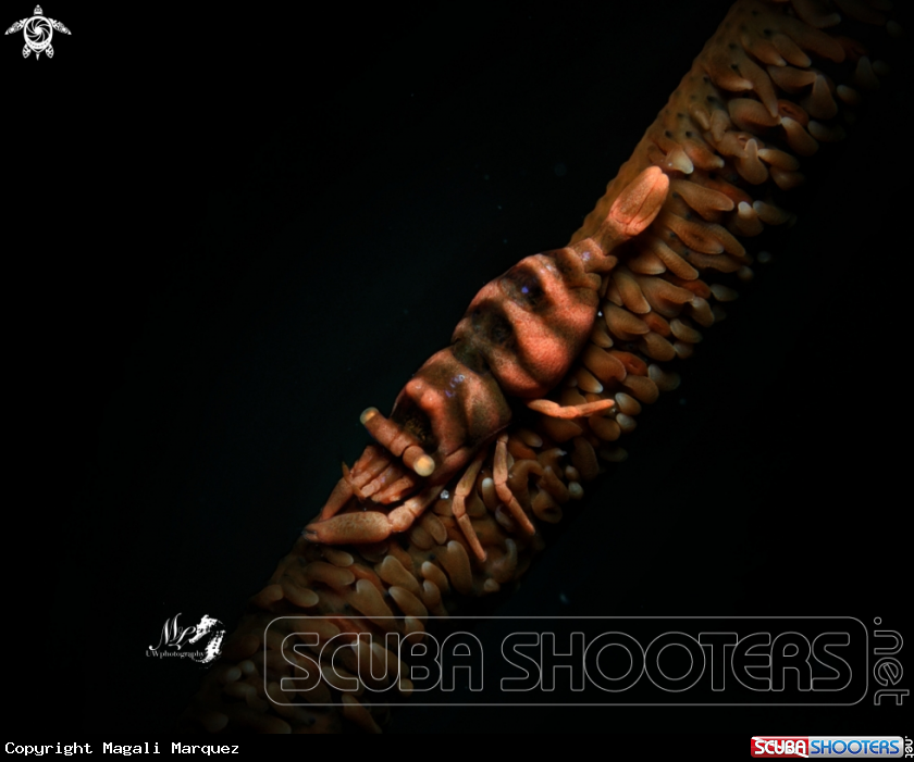 A Anker's whip coral Shrimp 