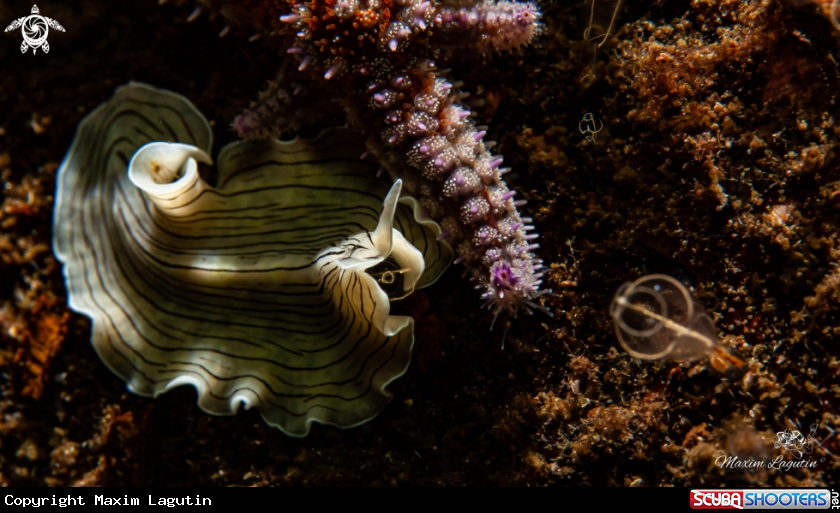 A Nudibranch