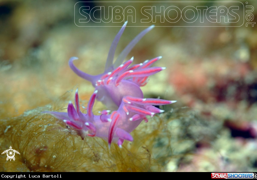 A Flabellina