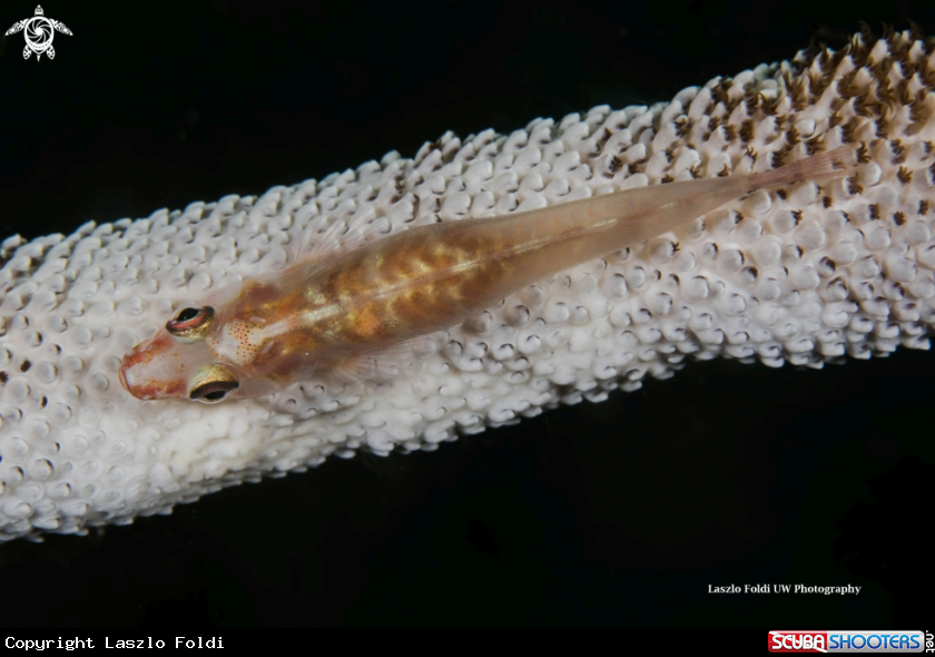 A Whip coral goby 