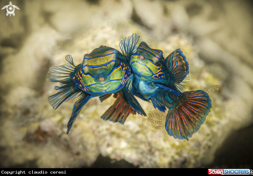 A mandarin fish 