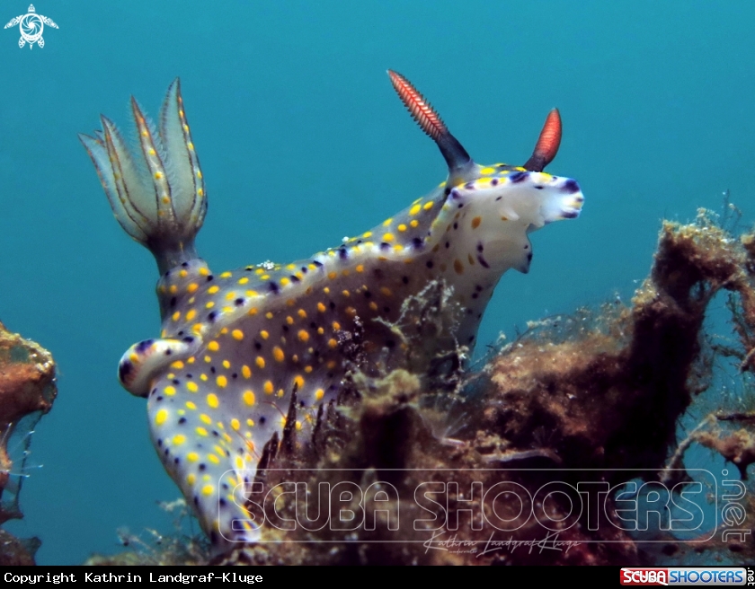 A Nudibranch