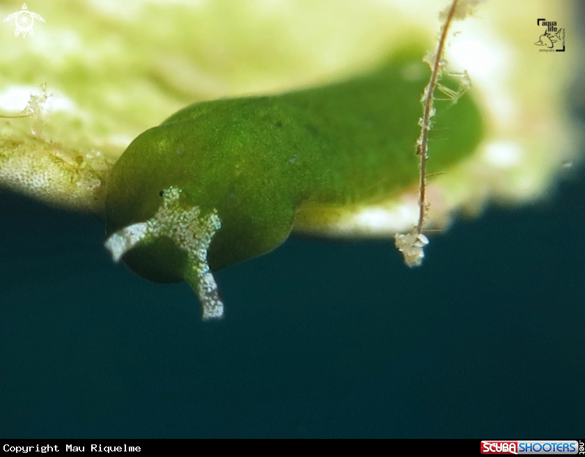 A Elysia marcusi