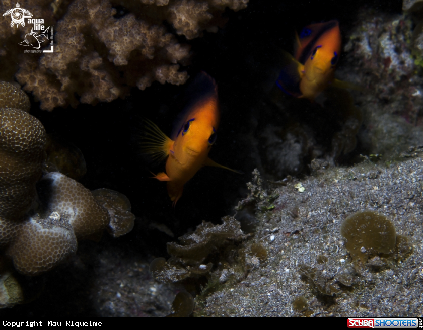 A Hotumatua Angelfish