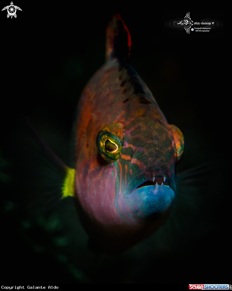 A Fish
