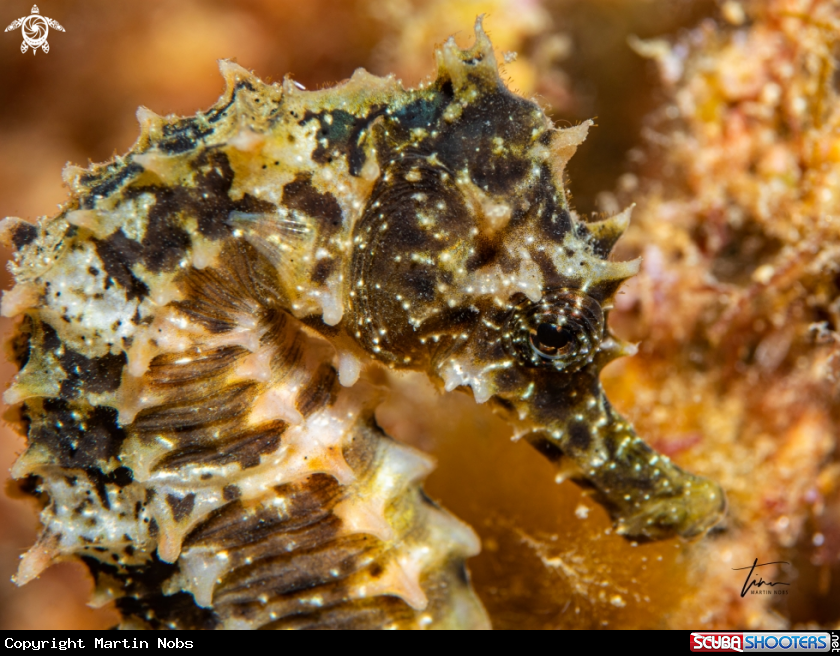 A Long-snouted Seahorse