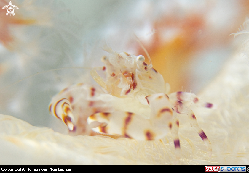A Soft Coral crab