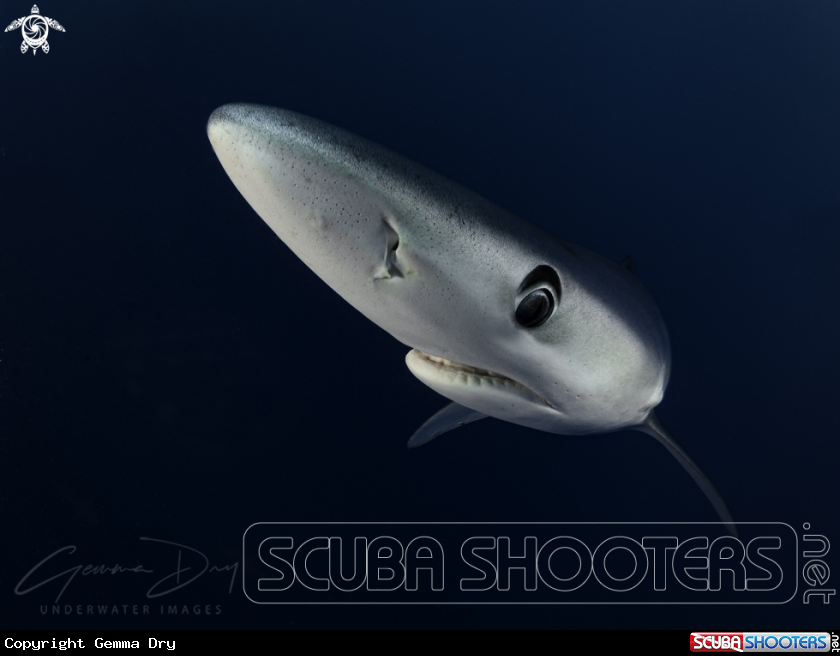 A Blue Shark
